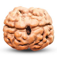 2 Mukhi Rudraksha